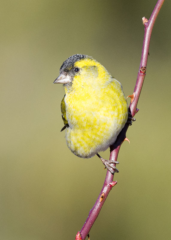 Lucherino - Spinus spinus ♂ e ♀